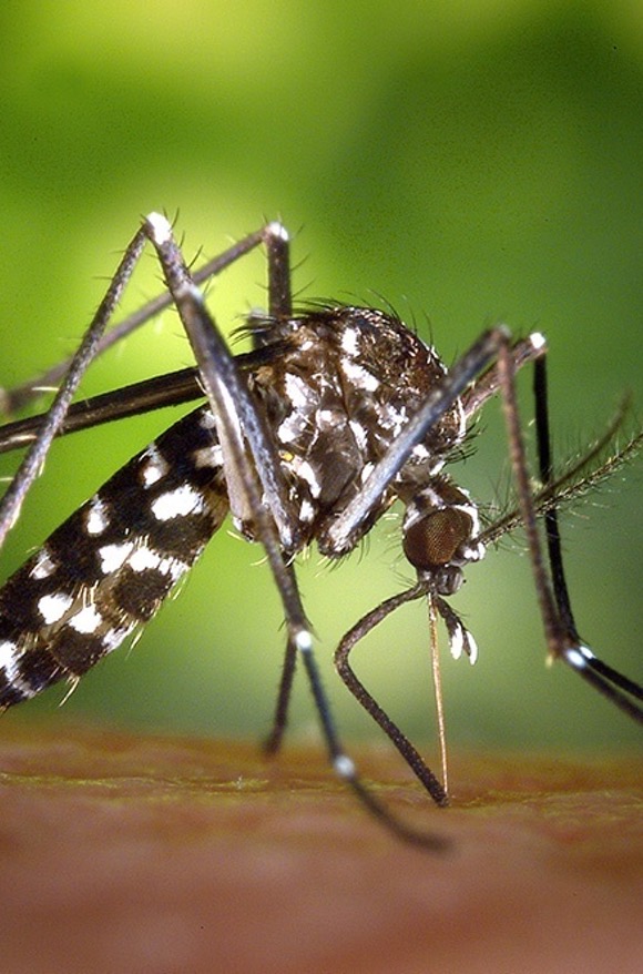 Eliminar Mosquitos en Girona