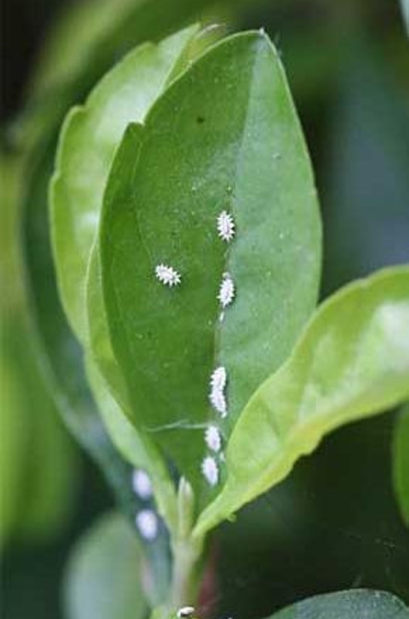 Control de plagas para jardinería en Girona