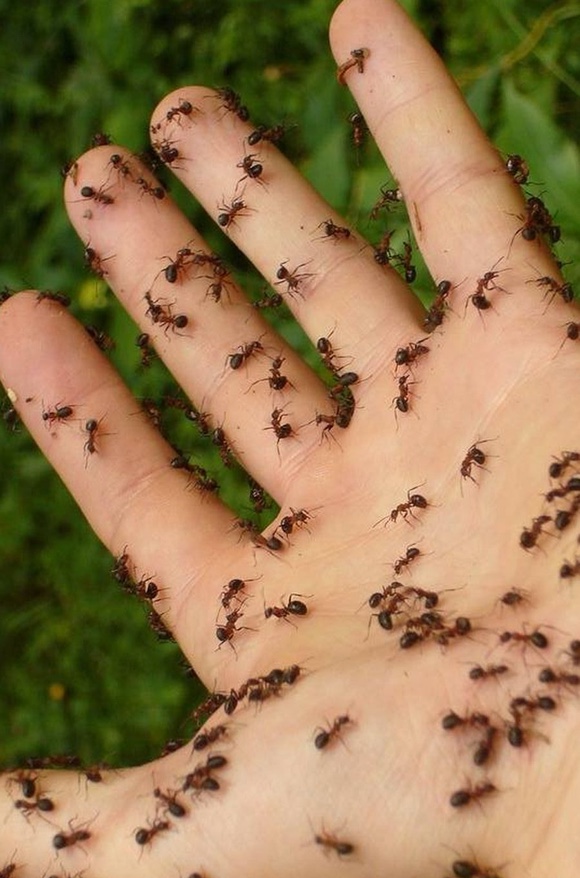 Eliminar plagas de hormigas en Girona