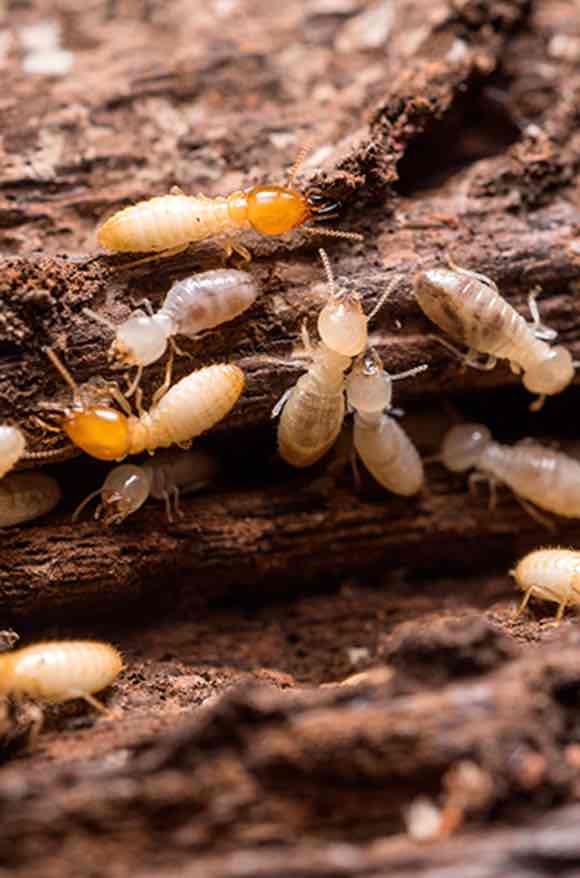 Eliminar plaga de termitas en Girona