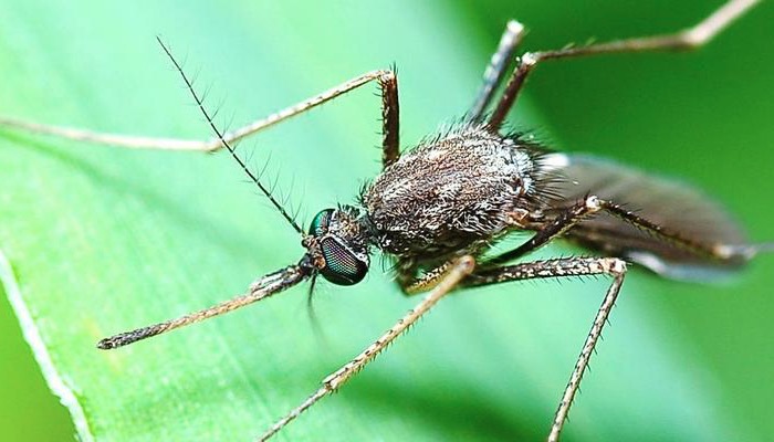 Control mosquits Girona