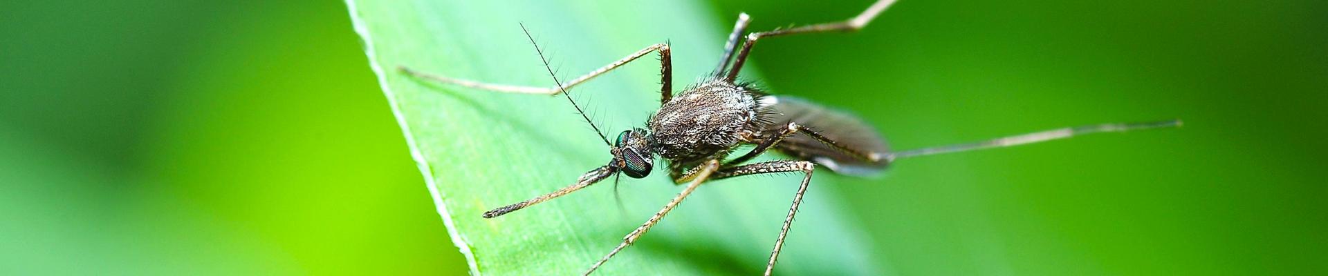 Control mosquits Girona